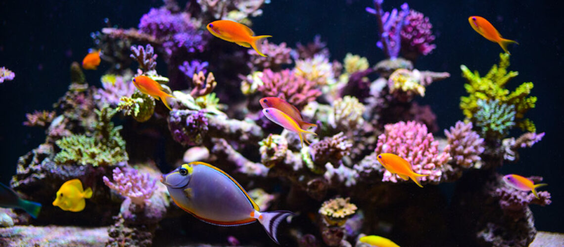 Marine Aquariums: From Beginner to Expert