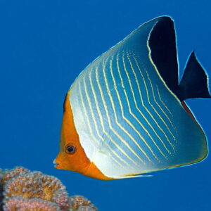 Hooded butterflyfish (Chaetodon larvatus)