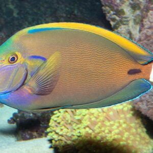 acanthurus fowleri