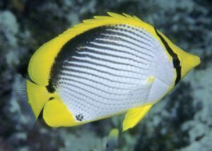 Blackback butterflyfish (Chaetodon melannotus)