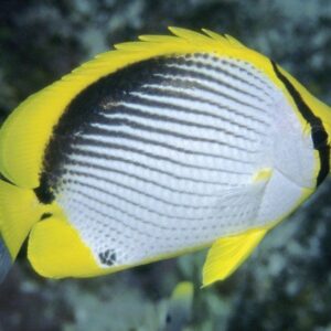 Blackback butterflyfish (Chaetodon melannotus)