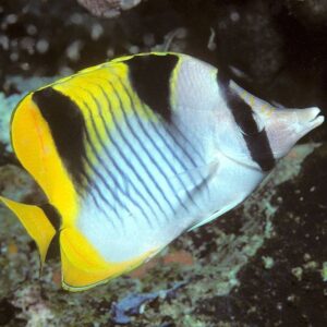 Blackwedged butterflyfish (Chaetodon falcula)
