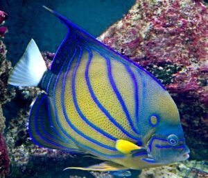 Bluering angelfish (Pomacanthus annularis)