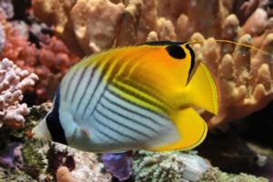 Threadfin butterflyfish (Chaetodon auriga)