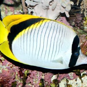 Lined butterflyfish (Chaetodon lineolatus)