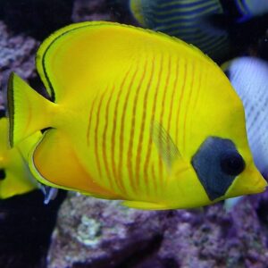 Golden Butterflyfish (Chaetodon semilarvatus)