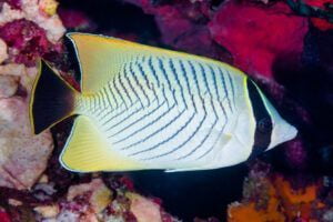Chevron butterflyfish (Chaetodon trifascialis)
