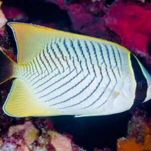 Chevron butterflyfish (Chaetodon trifascialis)