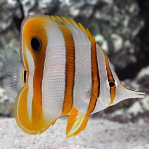 Copperband Butterflyfish (Chelmon rostratus)
