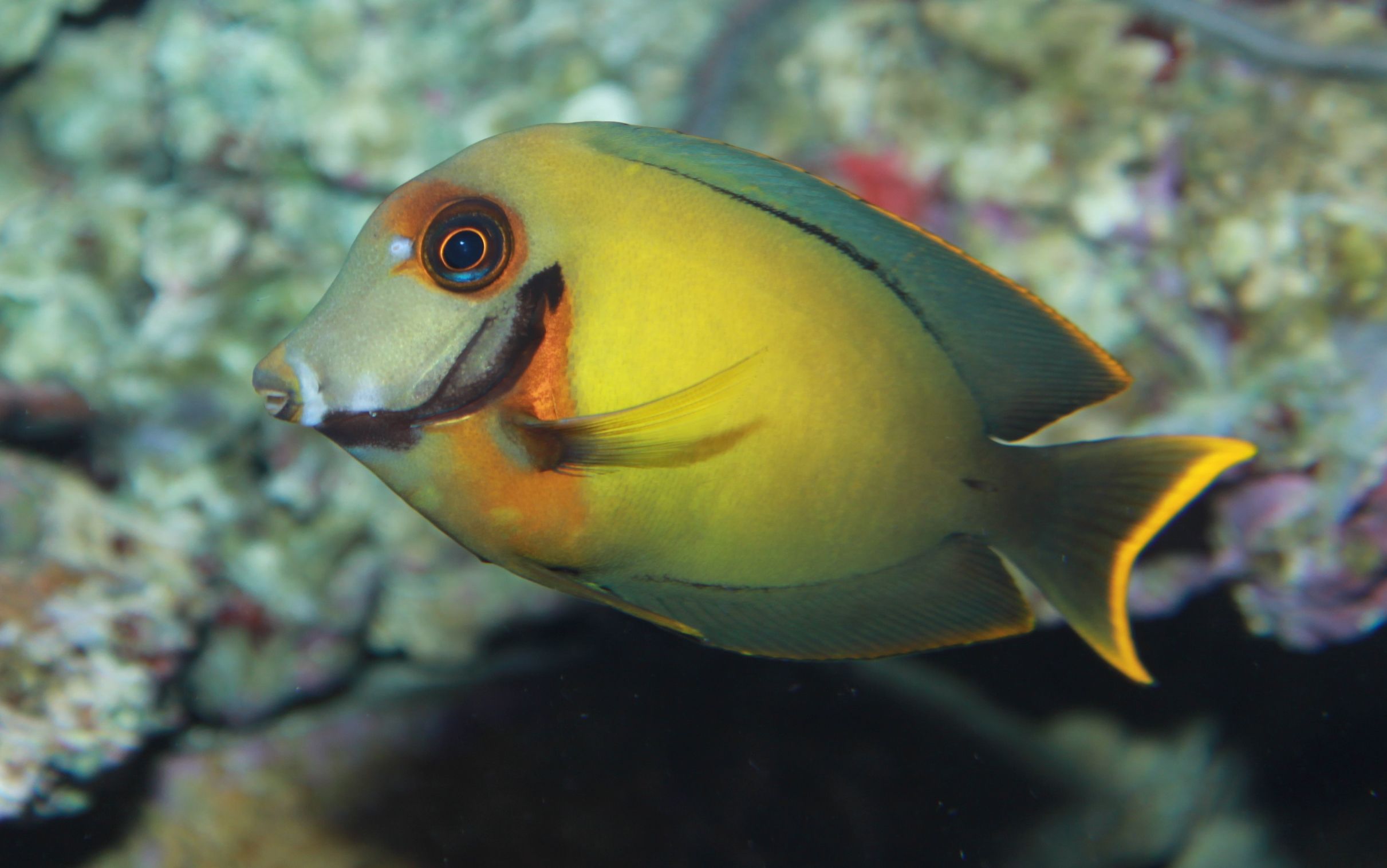 Blonde Naso Tang (Naso elegans) - Fish Square