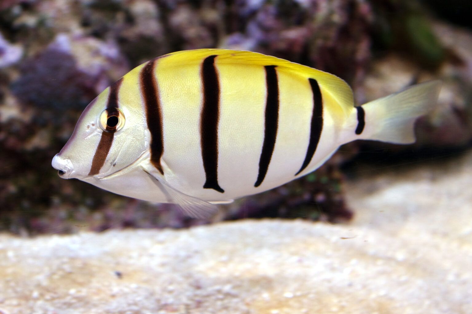 Convict Tang (Acanthurus triostegus) - Fish Square