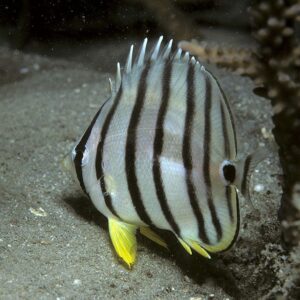 Eightband butterflyfish (Chaetodon octofasciatus)