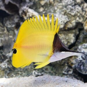 Longnose butterfly fish (Forcipiger flavissimus)