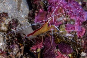 Pacific Cleaner Shrimp (Lysmata amboinensis)