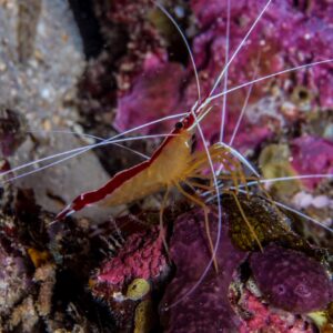 Pacific Cleaner Shrimp (Lysmata amboinensis)