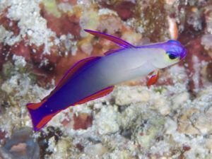 Purple Firefish (Nemateleotris decora)