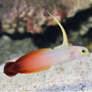Firefish (Nemateleotris magnifica)