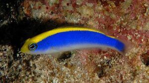 Sunrise Dottyback (Pseudochromis flavivertex)