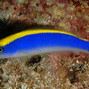 Sunrise Dottyback (Pseudochromis flavivertex)
