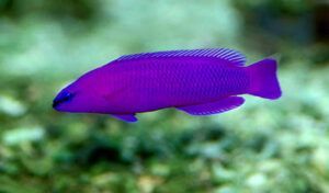 Orchid Dottyback (Pseudochromis fridmani)