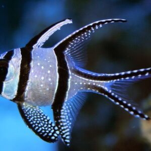 Banggai cardinal fish (Pterapogon kauderni)