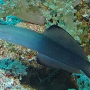 Blackfin dartfish (Ptereleotris evides)