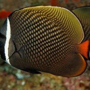 Redtail butterflyfish (Chaetodon collare)