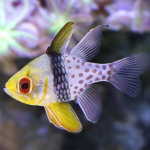 Pajama cardinalfish (Sphaeramia nematoptera)