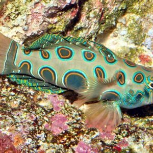 Green spot mandarin (Synchiropus picturatus)