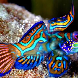 Mandarinfish (Synchiropus splendidus)
