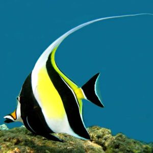 Moorish Idol