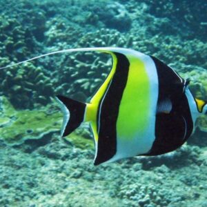 Moorish Idol (Zanclus cornutus)