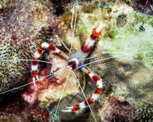 Banded Boxer Shrimp (Stenopus hispidus)