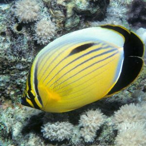 Blacktail butterflyfish (Chaetodon austriacus)