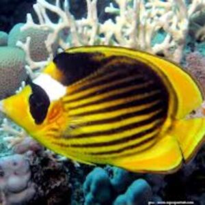 Racoon butterflyfish (Chaetodon fasciatus)