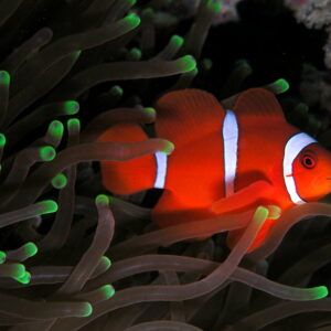 Maroon Clownfish (Premnas biaculeatus)