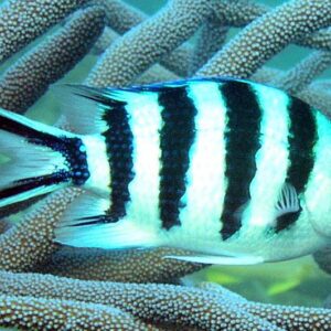 Scissortail sergeant (Abudefduf sexfasciatus)