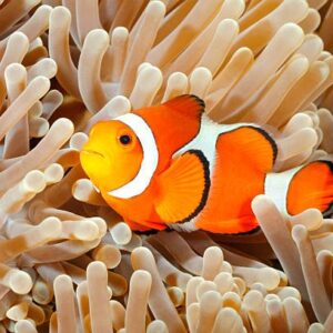 Ocellaris Clownfish (Amphiprion ocellaris)