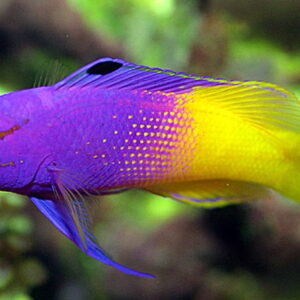 Royal Gramma Basslet (Gramma loreto)