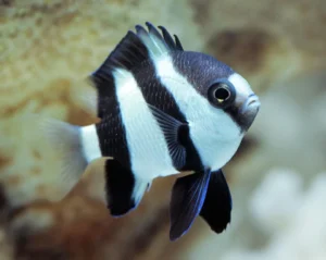 Three Stripe Damselfish (Dascyllus aruanus)