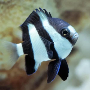 Three Stripe Damselfish (Dascyllus aruanus)