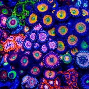 Zoanthids & Palythoas