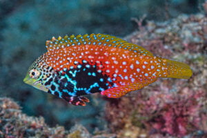 Blue Star Leopard Wrasse (Macropharyngodon bipartitus)