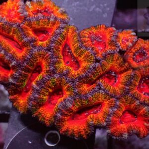 Acanthastrea