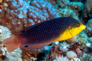 Yellowbreasted wrasse (Anampses twistii)