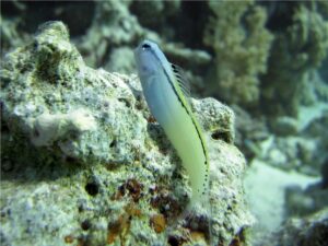 Red Sea mimic blenny (Ecsenius gravieri)