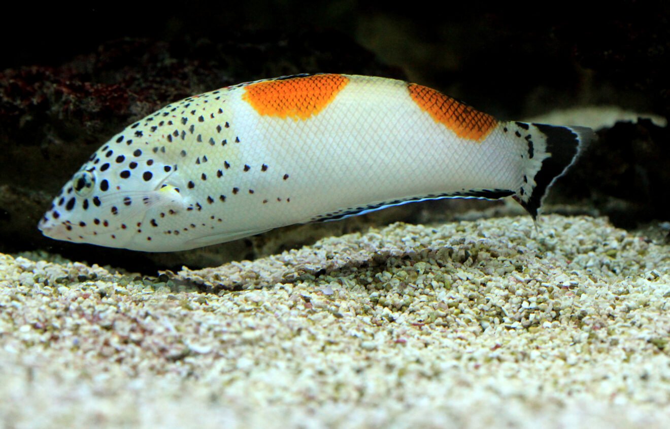 Coris Shell Clown coris (Coris aygula) - Fish Square