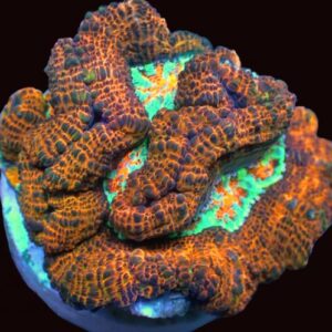 Lobophyllia & Symphyllia