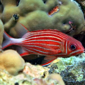Crown squirrelfish (Sargocentron diadema)