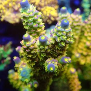 Acropora